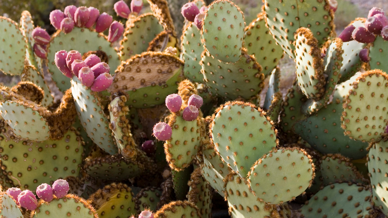 Moroccan Prickly Pear Seed Oil – The Ultimate Skin Elixir