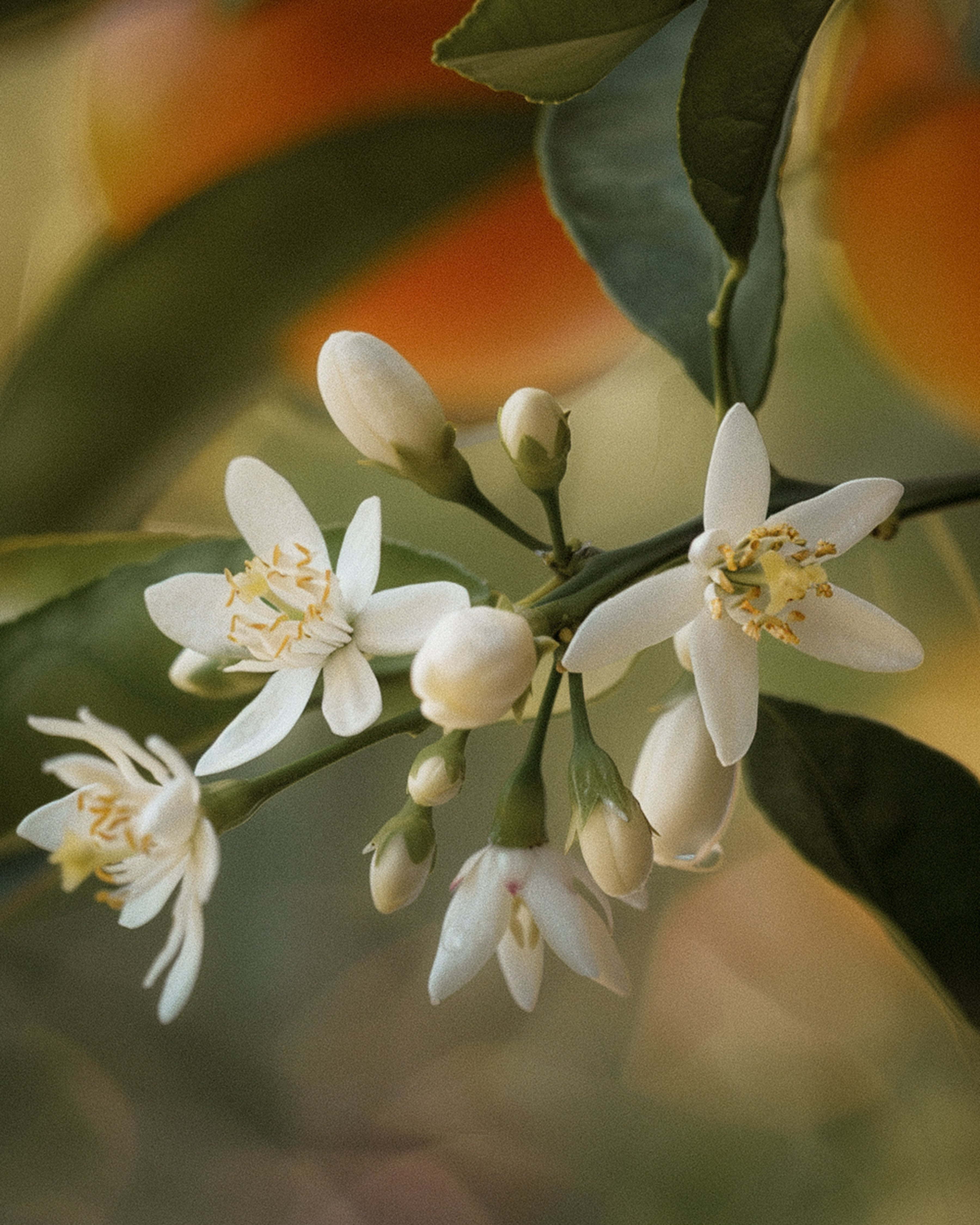 Spring Reset
