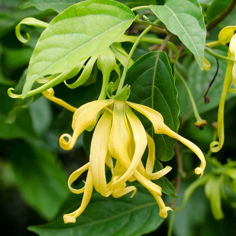 Ylang Ylang Purifying Mask - Purify &amp; Glow 50ml